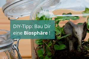 DIY-Tipp: Bau Dir eine Biosphäre!